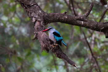 Flash of Color: The Woodlands Kingfisher in Focus