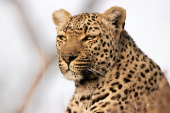 Xidulu Female Leopard I