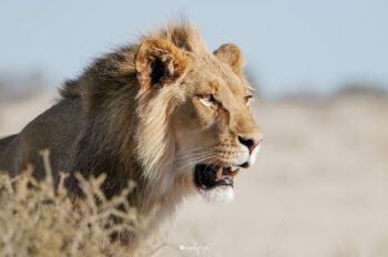 Kalahari Lion