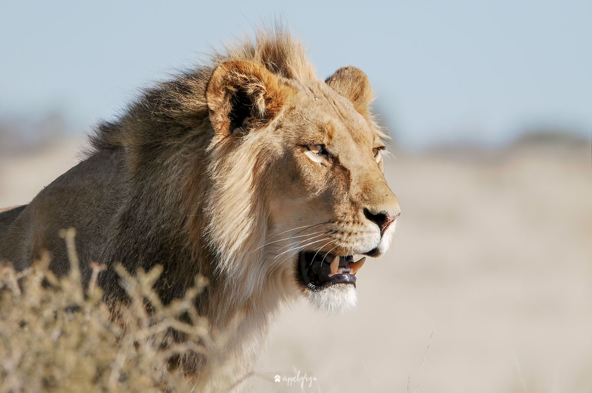 Kalahari Lion