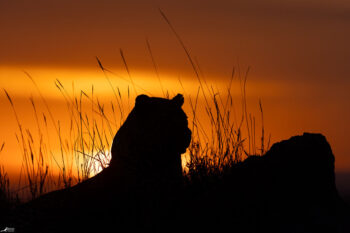 Tortoise Pan Male at Sunset