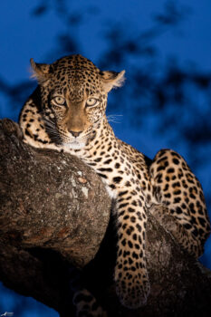 Kuchava Female Leopard blue hour