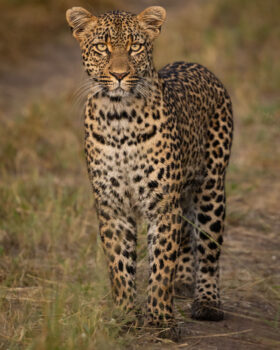 Mondzo Female Leopard