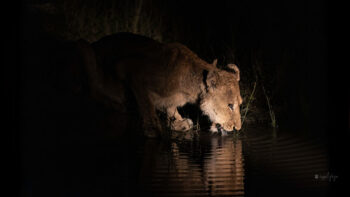 Purple Eye Nkuhuma Lioness