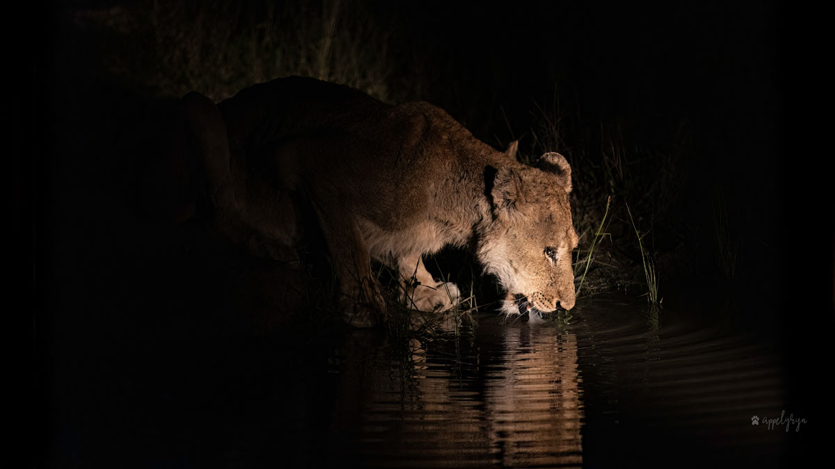 Purple Eye Nkuhuma Lioness