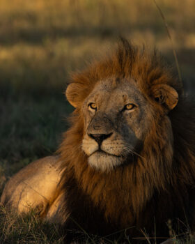 Plains Camp Male Lion