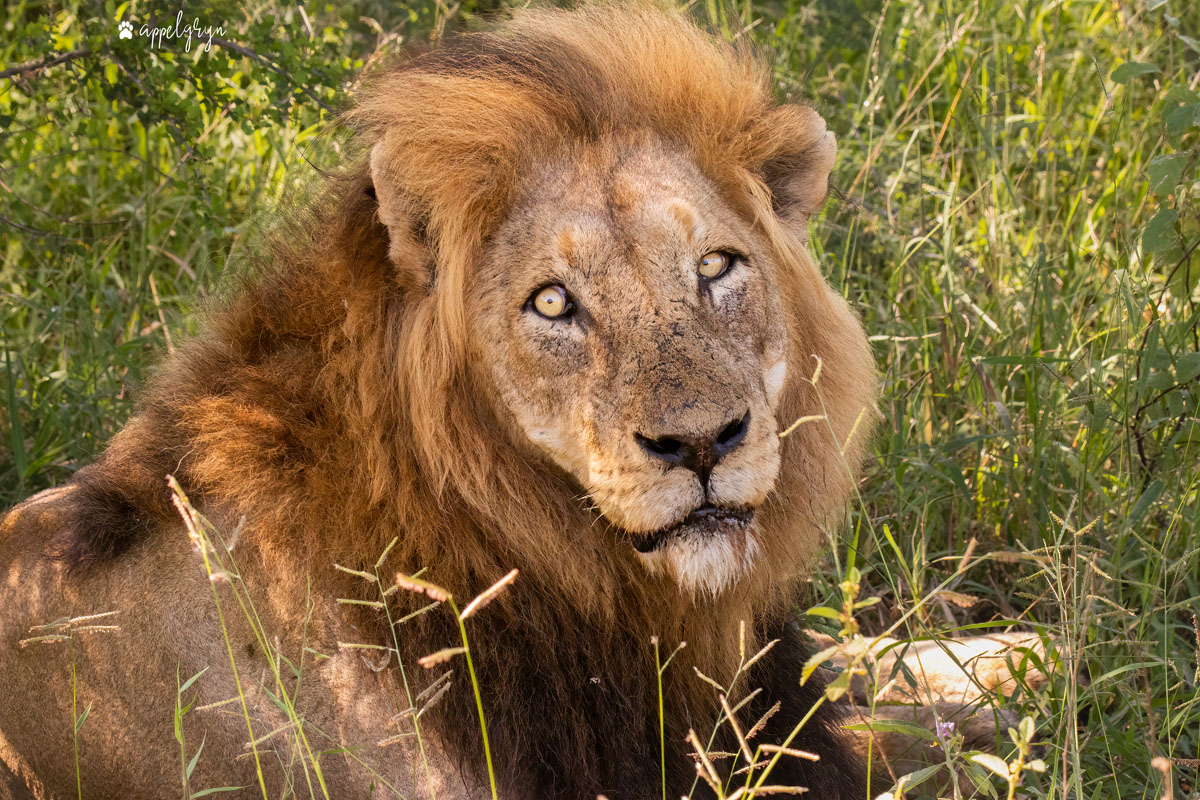 S8 male Lion