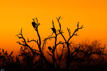 Dusk of the Vultures: Majestic Scavengers Facing Extinction