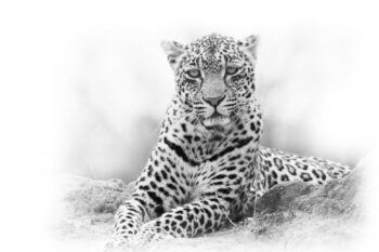 A Legacy in the Wild: Thandi