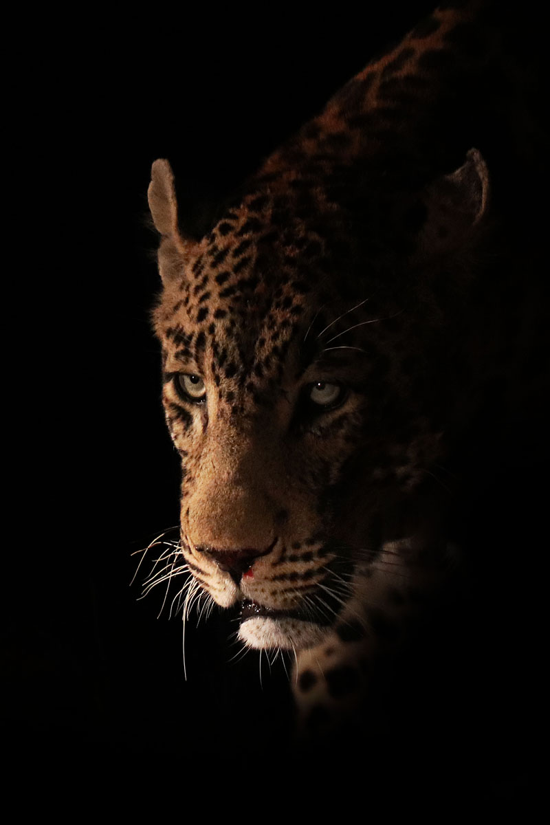 The Silent Sentinel: Tingana's Nightly Vigil