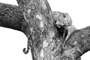 High Above: The Queen’s Perch