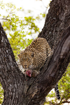 Crowned in Canopy