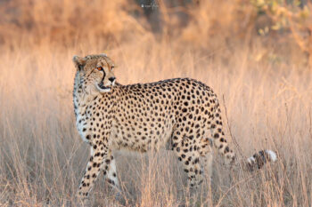 In Peril: The Graceful Vigil of an Endangered Cheetah