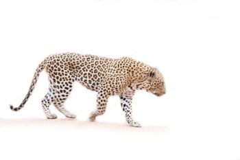 Hukumuri male Leopard