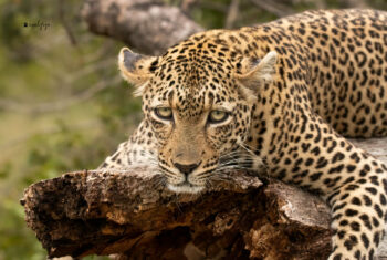 Kuchava Female Leopard IV