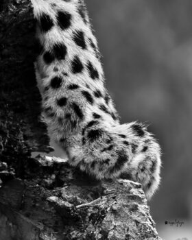 Kuchava paw in BW