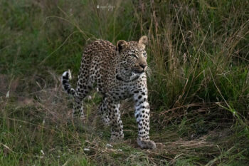 Laluka female Leopard III