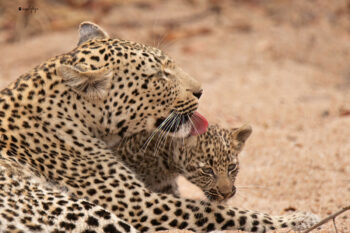 Makhomsava and Cub