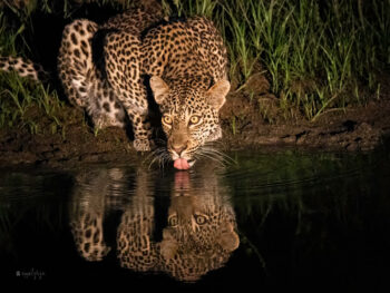 Maribye male Leopard II