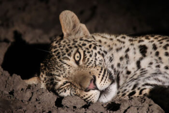 Maribye Male Leopard I