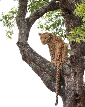 Ndzutini Female Leopard