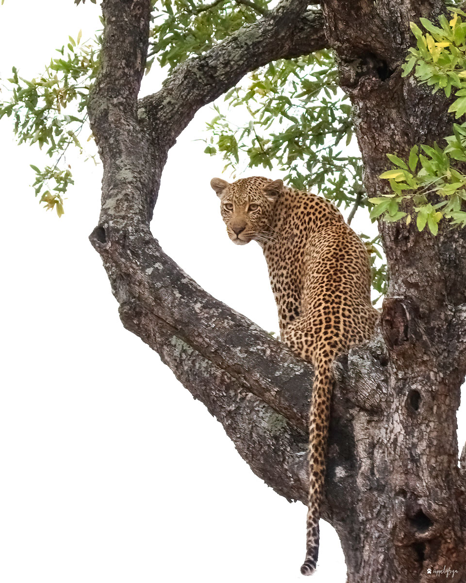 Ndzutini Female Leopard