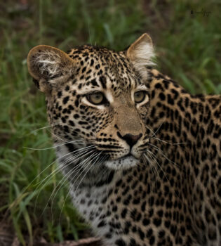 Ntsumie Female Leopard