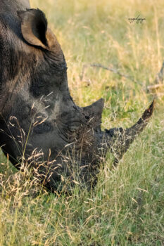 White Rhino