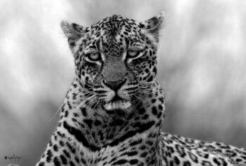 The Beloved Queen of Djuma