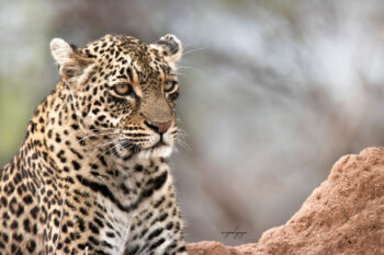 Thandi: The Resilient Queen of Djuma