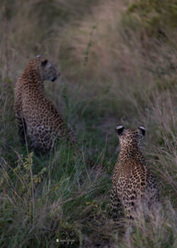 A Mother’s Vigil: Lessons of the Wild