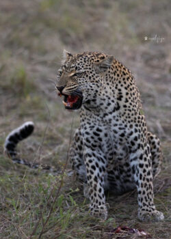 Tiyani: Guardian of the Savanna