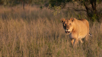 Morning Majesty: The Torchwood Lioness