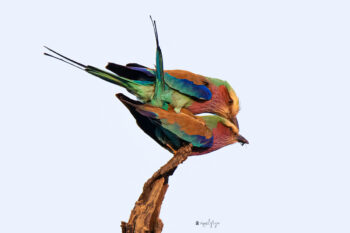 Courtship in Color