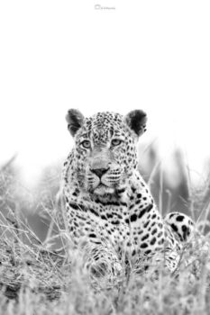 Tingana The Regal Shy One