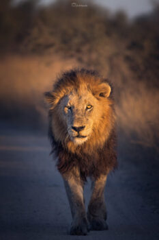 Footloose in Golden Light 
