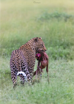 Ngoboswan Taking Back What’s Mine