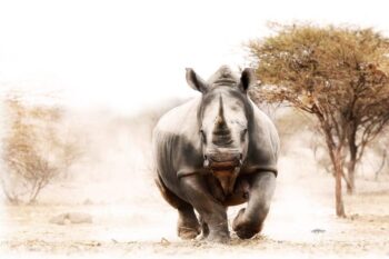 Charge of the White Rhino