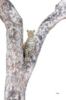 Tlalamba: Guardian of the Trees