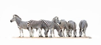 Stripes in Harmony