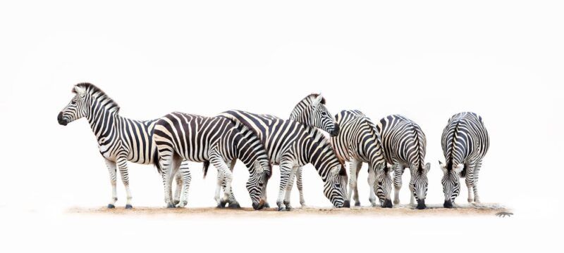 Stripes in Harmony