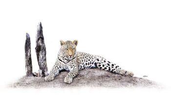Nhenhe: The Journey Ahead