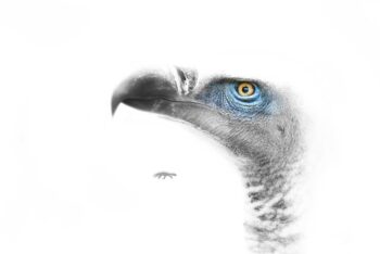 Vulture 10