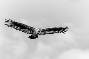 Vulture 1