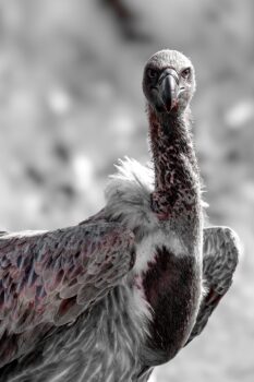 Vulture 2