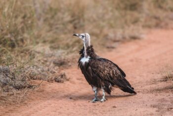 Vulture 4