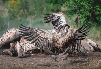 Vulture 6