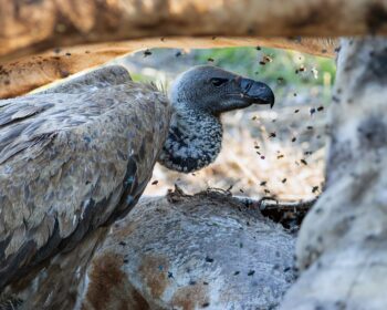 Vulture 7