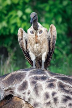 Vulture 8