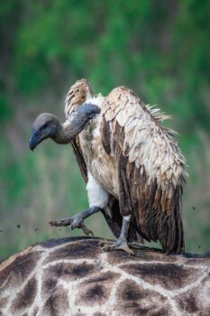Vulture 9